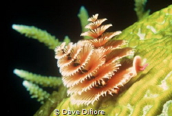 Christmas Tree worms Merry Christmas by Dave Difiore 